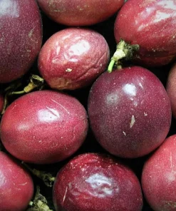 Purple Passion Fruit Live Plant - Edible Climbing Vine, 4-6