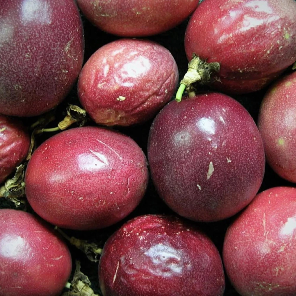 Purple Passion Fruit Live Plant - Edible Climbing Vine, 4-6" Tall Starter - Image 3