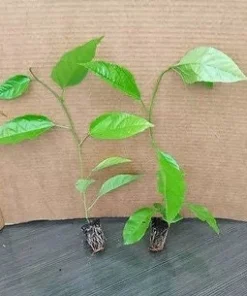 Purple Passion Fruit Live Plant - Edible Passiflora Vine Tree - Image 2