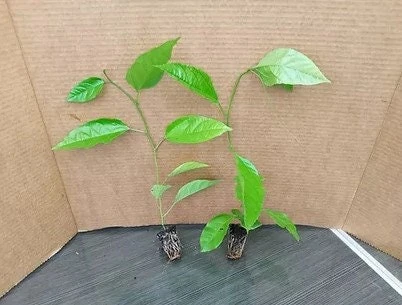 Purple Passion Fruit Live Plant - Edible Passiflora Vine Tree - Image 2
