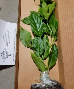 Purple Passion Fruit Live Plant - Edible Passiflora Vine Tree - Image 3