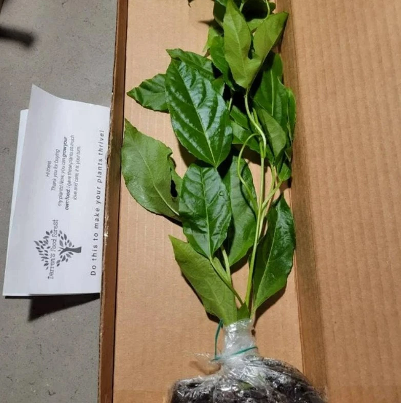 Purple Passion Fruit Live Plant - Edible Passiflora Vine Tree - Image 3