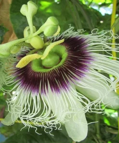 Purple Passion Fruit Live Plant - Edible Passiflora Vine Tree - Image 5