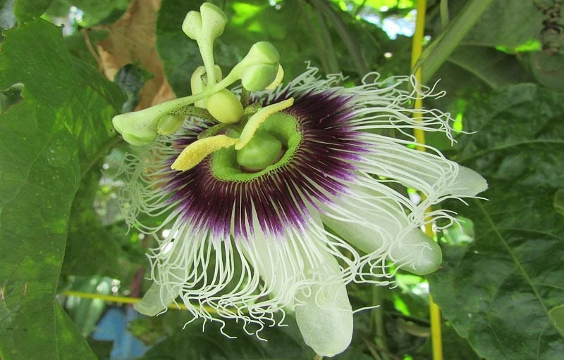 Purple Passion Fruit Live Plant - Edible Passiflora Vine Tree - Image 5