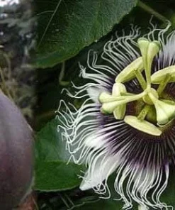 Purple Passion Fruit Live Plant - Edible Passiflora Vine Tree - Image 6