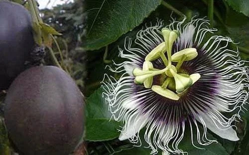 Purple Passion Fruit Live Plant - Edible Passiflora Vine Tree - Image 6
