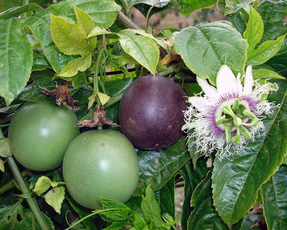 Purple Passion Fruit Live Plant - Edible Passiflora Vine Tree - Image 7