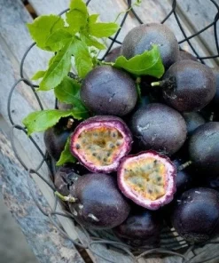 Purple Passion Fruit Live Plant - Edible Passiflora Vine Tree - Image 1