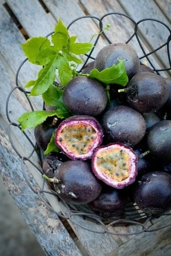 Purple Passion Fruit Live Plant - Edible Passiflora Vine Tree - Image 1