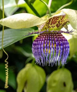 Purple Passion Fruit Seeds - 20 Count, Edible Granadilla Vine, Passiflora Edulis - Image 10