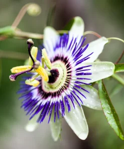 Purple Passion Fruit Seeds - 20 Count, Edible Granadilla Vine, Passiflora Edulis - Image 5