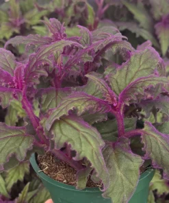 Purple Passion Plant Live Plant - Gynura Aurantiaca in 4 inch Pot - Indoor Houseplant - Image 2