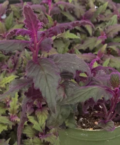 Purple Passion Plant Live Plant - Gynura Aurantiaca in 4 inch Pot - Indoor Houseplant - Image 3