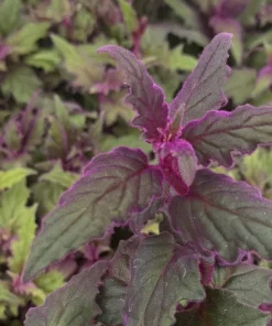 Purple Passion Plant Live Plant - Gynura Aurantiaca in 4 inch Pot - Indoor Houseplant - Image 4