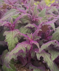 Purple Passion Plant Live Plant - Gynura Aurantiaca in 4 inch Pot - Indoor Houseplant - Image 5