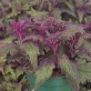 Purple Passion Plant Live Plant - Gynura Aurantiaca in 4 inch Pot - Indoor Houseplant - Image 1