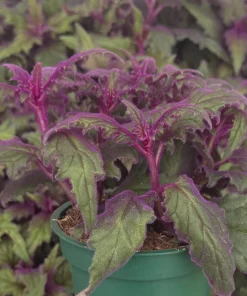 Purple Passion Plant Live Plant - Gynura Aurantiaca in 4 inch Pot - Indoor Houseplant - Image 1