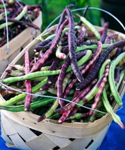 Purple Pinkeye Cowpea Seeds - 50 Count Vegetable Legume Seeds for Southern Gardens - Image 2