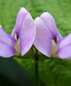 Purple Pinkeye Cowpea Seeds - 50 Count Vegetable Legume Seeds for Southern Gardens - Image 3