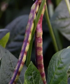 Purple Pinkeye Cowpea Seeds - 50 Count Vegetable Legume Seeds for Southern Gardens - Image 4