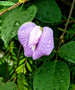 Purple Pinkeye Cowpea Seeds - 50 Count Vegetable Legume Seeds for Southern Gardens - Image 5