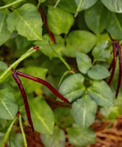 Purple Pinkeye Cowpea Seeds - 50 Count Vegetable Legume Seeds for Southern Gardens - Image 7