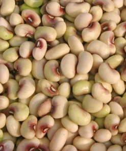 Purple Pinkeye Cowpea Seeds - 50 Count Vegetable Legume Seeds for Southern Gardens - Image 1