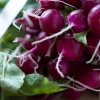 Purple Plum Radish Seeds - 300 Count Raphanus Sativus for Garden - Image 1