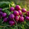 Purple Plum Radish Seeds - Heirloom, Crisp, Vibrant, 250 Seeds - Image 1