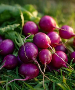 Purple Plum Radish Seeds - Heirloom, Crisp, Vibrant, 250 Seeds - Image 1