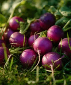 Purple Plum Radish Seeds - Heirloom, Crisp, Vibrant, 250 Seeds - Image 3