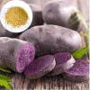 Purple Potato Seeds for Planting - 210 Count, Easy Growing - Image 1