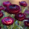 Purple Red Black Strawflower Seeds - 50 Count - Vibrant, Long-Lasting Blooms - Image 1