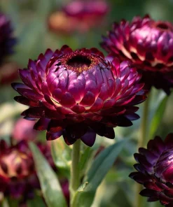 Purple Red Black Strawflower Seeds - 50 Count - Vibrant, Long-Lasting Blooms - Image 3