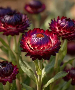 Purple Red Black Strawflower Seeds - 50 Count - Vibrant, Long-Lasting Blooms - Image 4