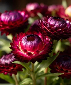 Purple Red Black Strawflower Seeds - 50 Count - Vibrant, Long-Lasting Blooms - Image 5