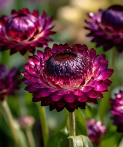 Purple Red Black Strawflower Seeds - 50 Seeds - Vibrant Long-Lasting Blooms - Image 2