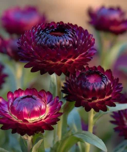 Purple Red Black Strawflower Seeds - 50 Seeds - Vibrant Long-Lasting Blooms - Image 1