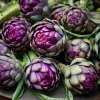 Purple Romagna Artichoke Seeds – 25 Count Heirloom Perennial for Gardens - Image 1