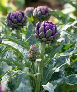 Purple Romagna Artichoke Seeds - 25 Heirloom Perennial Seeds for Edible Gardens - Image 3