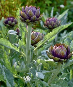 Purple Romagna Artichoke Seeds - 25 Heirloom Perennial Seeds for Edible Gardens - Image 4