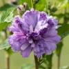 Purple Rose of Sharon Live Plant - Althea Hibiscus Flowers - 1 Quart Pot - Image 1