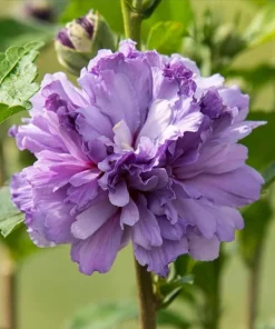 Purple Rose of Sharon Live Plant - Althea Hibiscus Flowers - 1 Quart Pot - Image 1