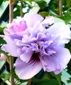 Purple Rose of Sharon Live Plant - Althea Hibiscus Flowers - 1 Quart Pot - Image 3
