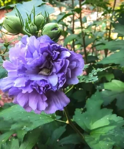 Purple Rose of Sharon Live Plant - Althea Hibiscus Flowers - 1 Quart Pot - Image 4