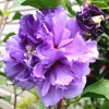 Purple Rose of Sharon Live Plant – Althea Hibiscus Quart Container – Outdoor Shrub - Image 1