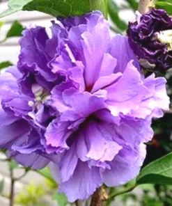 Purple Rose of Sharon Live Plant – Althea Hibiscus Quart Container – Outdoor Shrub - Image 1