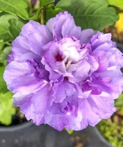 Purple Rose of Sharon Live Plant – Althea Hibiscus Quart Container – Outdoor Shrub - Image 5