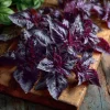 Purple Ruffles Basil Seeds - 150 Heirloom Aromatic Herb Seeds - Image 1