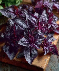 Purple Ruffles Basil Seeds - 150 Heirloom Aromatic Herb Seeds - Image 1